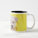 Recherche de races de chien tasses Mignon