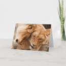 Recherche de lion africain vœux cartes Félin
