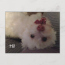 Recherche de chien de frise bichon cartes postales Bonjour