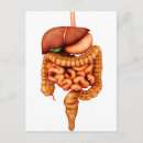 Recherche de digestif cartes postales Anatomie