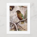 Recherche de kea cartes postales Perroquet