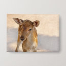 Recherche de cerf badges Animal de la forêt