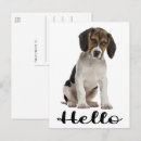 Recherche de drôles de beagle cartes postales Chiot