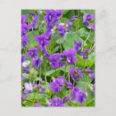 Recherche de customisée verticales cartes postales Violet