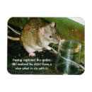 Recherche de rattie magnets Rats