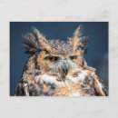 Recherche de grand hibou à cornes cartes postales Animal