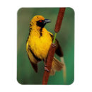 Recherche de roseaux magnets Animal