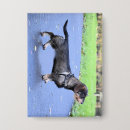 Recherche de poils badges Doxie