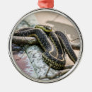 Recherche de jarretière Reptiles