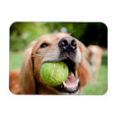 Recherche de balle de tennis magnets Mignon