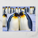 Recherche de amour pingouin cartes postales Animal