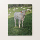 Recherche de veau puzzles Bétail