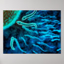 Recherche de noyau posters Biologie