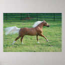 Recherche de trotteur posters Renard
