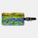 Recherche de texas bluebonnet Fleurs bleues