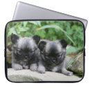 Recherche de chiwawa macbook housses Photographe canin