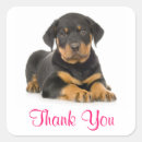 Recherche de chiot rottweiler autocollants Chiots