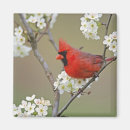 Recherche de cardinal du nord magnets Animal