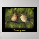 Recherche de perruches posters Faune