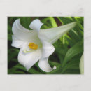 Recherche de lis blanc cartes postales Printemps