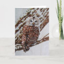 Recherche de hibou barré Brun