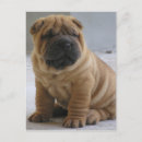 Recherche de shar pei cartes postales Chien