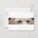 Recherche de labrador jaune Retriever
