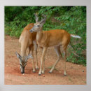 Recherche de cerfs communs de queue art Chasse