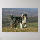 Recherche de culotte posters Chien