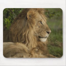 Recherche de panthera lion tapis souris Afrique