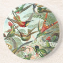 Recherche de haeckel dessous de verres Colibri