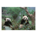 Recherche de chengdu art Panda