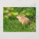 Recherche de fureur cartes postales Mignonette