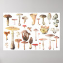 Recherche de champignon art Français