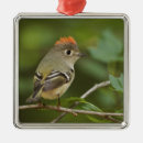Recherche de roitelet ornements Nature
