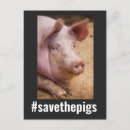 Recherche de vegan cartes postales Porc
