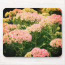 Recherche de sedum tapis souris Sédum