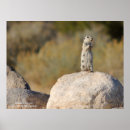 Recherche de terrestre photographie Animaux