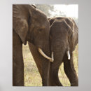 Recherche de vue de face posters Faune
