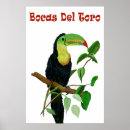 Recherche de tucan posters Nature