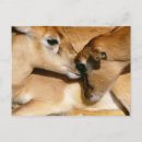 Recherche de faons cartes postales Animal