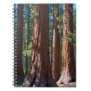 Recherche de tronc de carnets Forêt