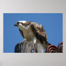 Recherche de balbuzard Océan
