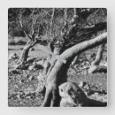 Recherche de arbres noirs et blancs horloges Photographie