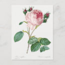 Recherche de pierre joseph cartes postales Redoute