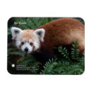 Recherche de panda rouge magnets Animal