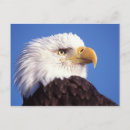 Recherche de steve cartes postales Alaska