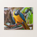 Recherche de perroquet blanc puzzles Jaune