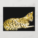 Recherche de serval cartes postales Faune