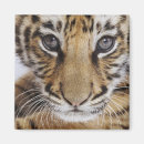 Recherche de tigre magnets Petit animal